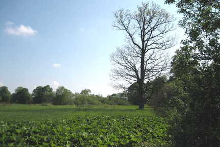 056 1019 Lischkau im Mai 2006 Hier lag der Gutshof