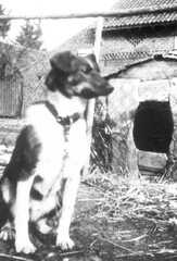 057 0010 Der Hofhund