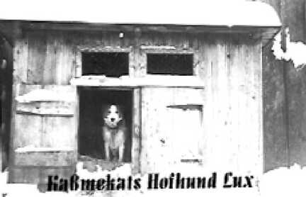057 0031 Der Hofhund Lux der Familie Kassmekat