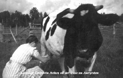 057 0035 Lotte Kassmekat beim Melken auf den Wiesen am Auergraben
