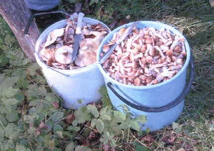 060 1001 Das Ergebnis von 1 5 Stunden Pilze sammeln im Leiper Forst