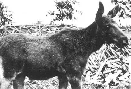 067 0003 Ein Elchkalb im Forsthaus