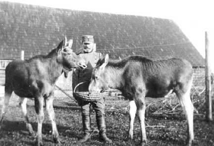 067 0004 Heranwachsende Elche mit Revierfoerster Max Brack 1934