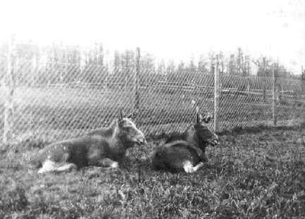 067 0006 Die Kaelber Isidor und Trina im Gatter Trinas Mutter kam immer wieder und wollte zu ihrem Kalb