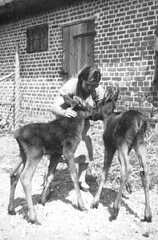 067 0008 Edith Runge mit den Kaelbern Isidor und Trina