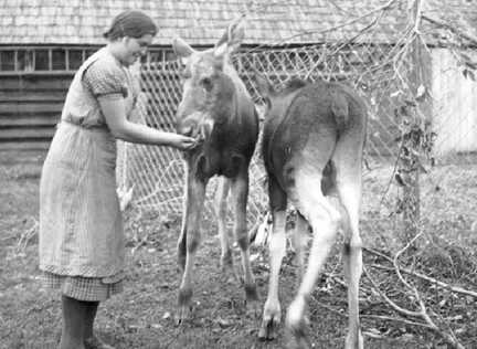 067 0010 Edith Runge fuettert die Kaelber mit Eicheln