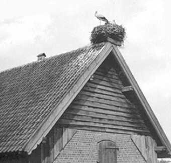 067 0022 Forsthaus Lieblacken Der Storch kam jedes Jahr und baute sein Nest immer hoeher