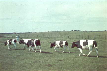 069 0036 Nickelsdorfer Vieh auf der Weide