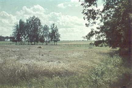 069 0038 Die Reste der ehemaligen Wildnis