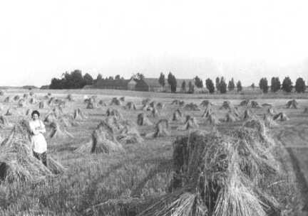 069 0041 Roggenfeld vor dem Gehoeft Romeyke