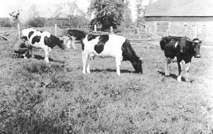 070 0034 Die Kuehe der Familie Hinz Kawernicken auf der Weide vor der Scheune