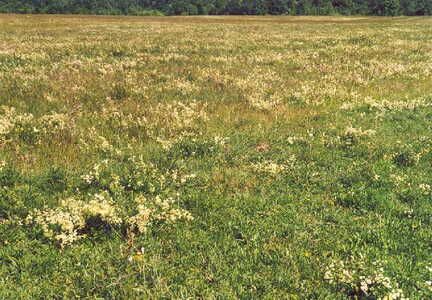 071 1036 Vegetation auf ehemaligen Ackerflaechen die angepachtet werden koennten wenn