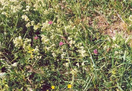 071 1037 Vegetation auf ehemaligen Ackerflaechen die angepachtet werden koennten wenn