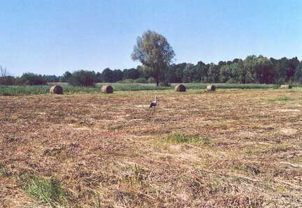 071 1039 Leider ist dieses Heu kein naehrstoffreiches Futter fuer die Winterfuetterung des Rindviehs
