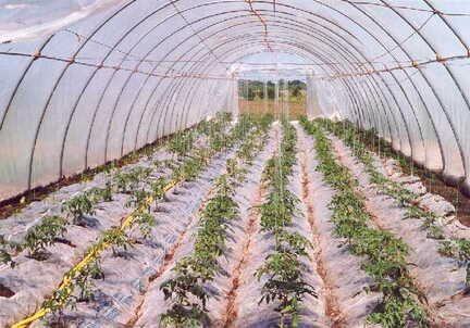 071 1043 Die Tomaten im Gewaechshaus machen einen guten Eindruck
