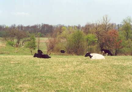 071 1044 Milchkuehe auf der Weide in Patershof im April 2002