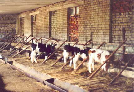071 1045 Die Nachzucht im April 2002