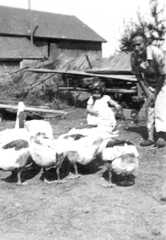 072 0018 Frau Martha Unruh bei den Gaensen Pelkeninken im August 1942