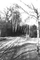 074 0019 Ein Feldweg bei Jodeiken