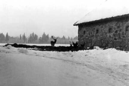 074 0039 Hirsche hinter den Stallungen auf Gut Jodeiken suchen im Winter 1938 39 Futter