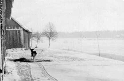 074 0040 Im Winter 1938 39 kommen die Hirsche bis zum Gut Jodeiken bei der Futtersuche