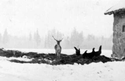 074 0041 Ein Hirsch hinter den Stallungen auf Gut Jodeken im Winter 1938 39