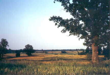 074 1003 Jodeiken im August 1994 Blick in Richtung zur Nehne Nur noch die alte Eiche rechts erinnert an damalige Zeiten