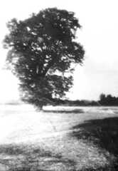 075 0019 Uralte Linde bei Dettmitten
