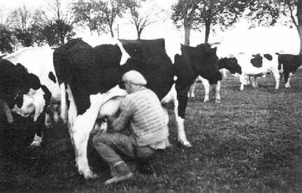 078 0021 So wurde 1936 noch auf dem Gut gemolken