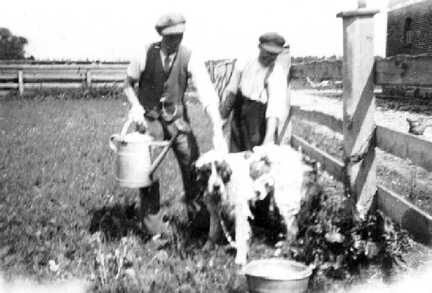 078 0028 Barry der Bernhardiner wird gebadet