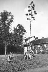 078 0037 Die Agave vor dem Haus in voller Bluete