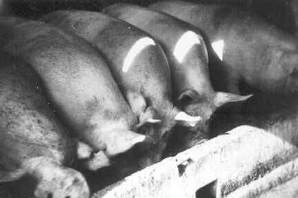 078 0046 Die Schweine des Gutes beim Fressen
