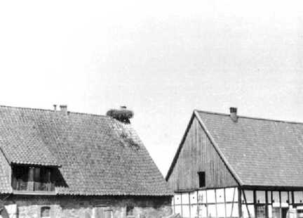 078 0059 Stallgebaeude vom Gut mit Storchennest