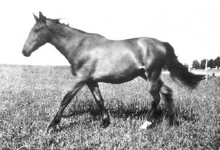 079 0028 Remonte von Franz Neumann aus Poppendorf