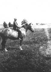 080 0019 Das Pferd von Otto Petrusch