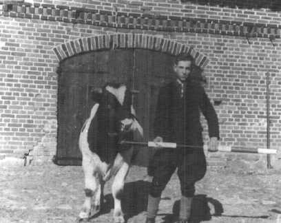 081 0012 Landarbeiter Willy Radtke geb 1925 mit einem Bullen auf dem Hof von Bauer Huppke