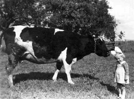 081 0043 Reinlacken 1942 Renate Schulz auf der Wiese mit der Milchkuh
