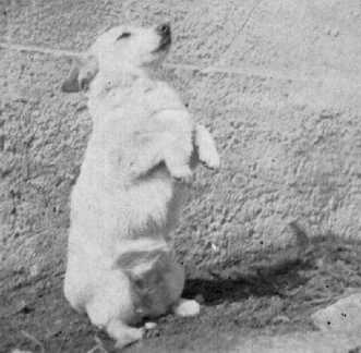 082 0027 Lore der Hofhund der Familie Fritz Stoermer