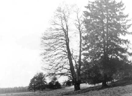 085 0014 Miguschen Blick in den Park Gut Miguschen