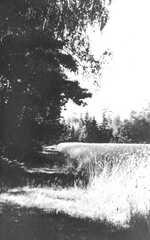 085 0019 Ein Feld am Waldrand bei Miguschen