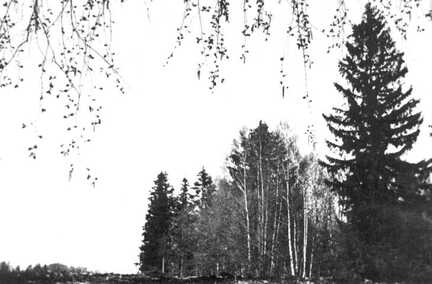 085 0020 Der Mischwald in Miguschen