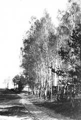 085 0022 Der Feldweg am Birkenhain in Miguschen
