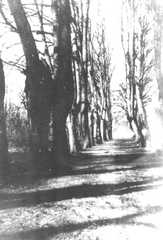 086 0010 Allee im Park des Gutshauses