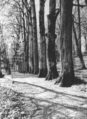 086 0017 Eine Allee im Park