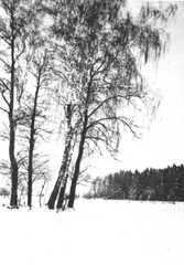 086 0019 Birken am Dorfrand von Roddau Perkuiken