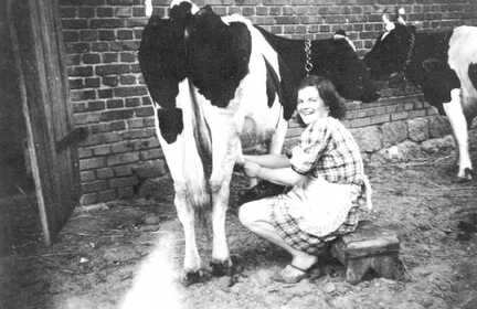 086 0036 Ein Koenigsberger Marjellen beim Melken auf dem Hof von Bauer Gustav Weinz