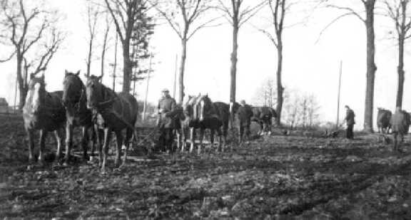 086 0056 Gespanne des Gutes von Hugo Geil Perkuiken bei der Feldarbeit