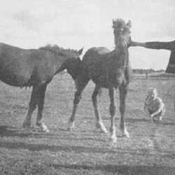 Roddau Perkuiken bis 1945