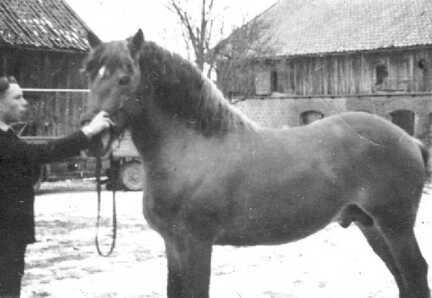 087 0013 ROMAU 1938 Hans Stoerme rmit dem Kaltbluthengst Maskenball