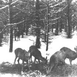 Rosenfelde bis 1945